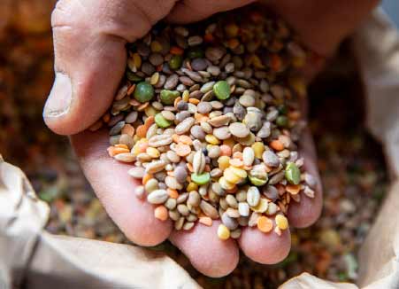Legumi biologici Legumi biologici acquista online