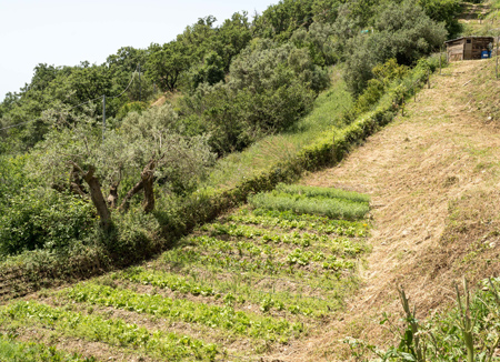 cosa sappiamo rigenerazione del suolo nuovo cilento
